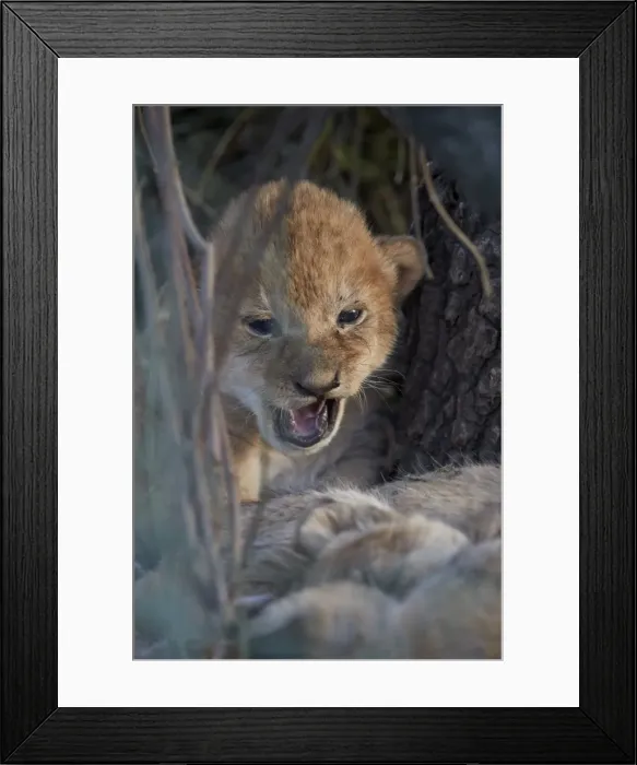 Framed Print : Lion (Panthera leo) cub, Ngorongoro Conservation Area, Tanzania, East Africa, Africa Framed Print : Lion (Panthera leo) cub, Ngorongoro Conservation Area, Tanzania, East Africa, Africa