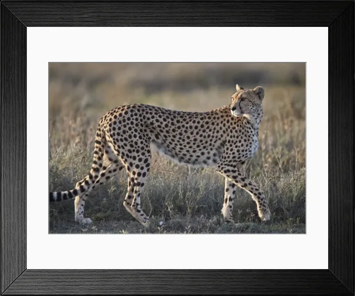 Framed Print : Cheetah (Acinonyx jubatus), Ngorongoro Conservation Area, Tanzania, East Africa, Africa Framed Print : Cheetah (Acinonyx jubatus), Ngorongoro Conservation Area, Tanzania, East Africa, Africa