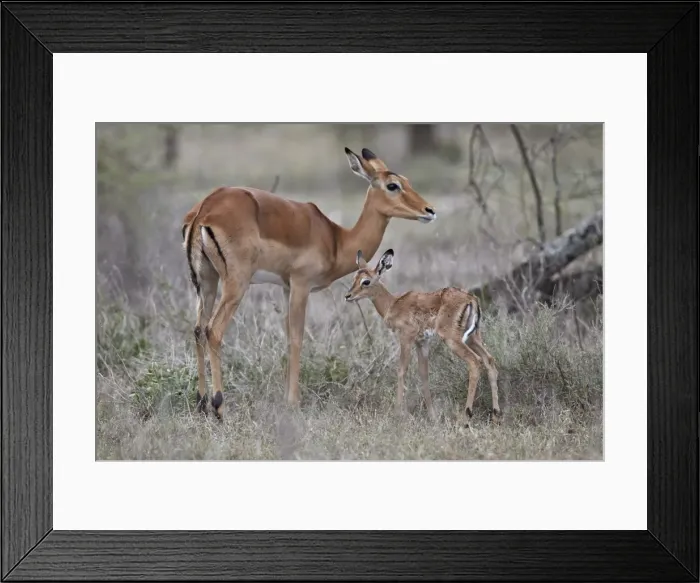 Framed Print : Impala (Aepyceros melampus) doe and minutes-old calf, Ngorongoro Conservation Area Framed Print : Impala (Aepyceros melampus) doe and minutes-old calf, Ngorongoro Conservation Area