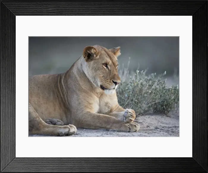 Framed Print : Lioness (Lion) (Panthera leo), Ngorongoro Conservation Area, Tanzania, East Africa Framed Print : Lioness (Lion) (Panthera leo), Ngorongoro Conservation Area, Tanzania, East Africa