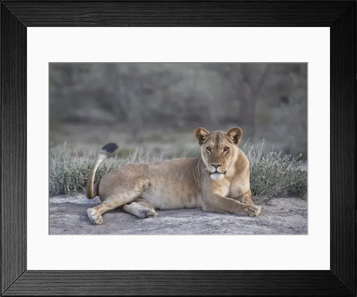 Framed Print : Lioness (Lion) (Panthera leo), Ngorongoro Conservation Area, Tanzania, East Africa Framed Print : Lioness (Lion) (Panthera leo), Ngorongoro Conservation Area, Tanzania, East Africa