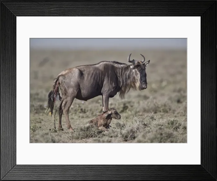 Framed Print : Blue Wildebeest (brindled gnu) (Connochaetes taurinus) new-born calf, Ngorongoro Conservation Area Framed Print : Blue Wildebeest (brindled gnu) (Connochaetes taurinus) new-born calf, Ngorongoro Conservation Area