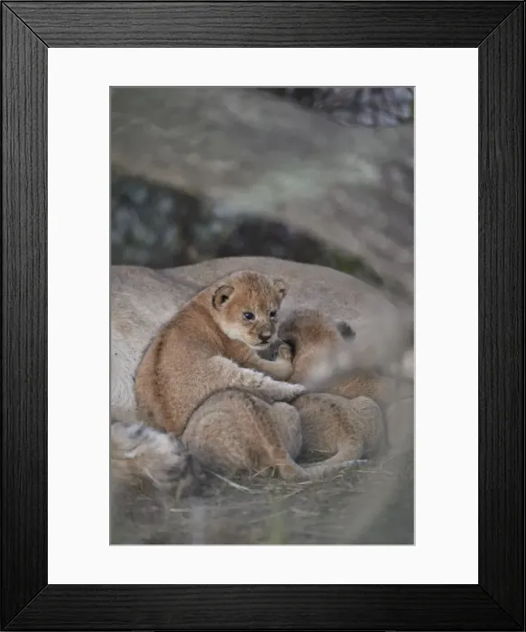 Framed Print : Lion (Panthera leo) cubs about four weeks old, Ngorongoro Conservation Area, Tanzania Framed Print : Lion (Panthera leo) cubs about four weeks old, Ngorongoro Conservation Area, Tanzania