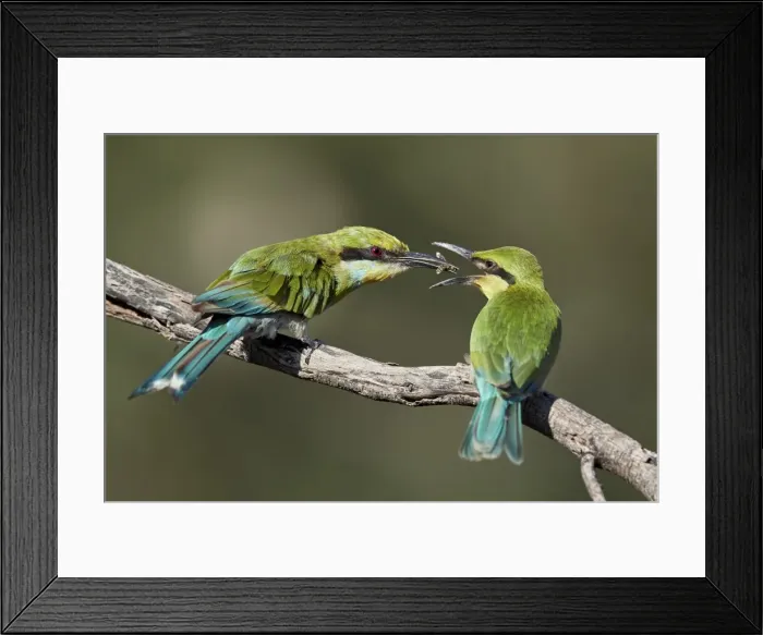 Framed Print : Swallow-tailed bee-eater (Merops hirundineus) adult feeding young, Kgalagadi Transfrontier Park Framed Print : Swallow-tailed bee-eater (Merops hirundineus) adult feeding young, Kgalagadi Transfrontier Park
