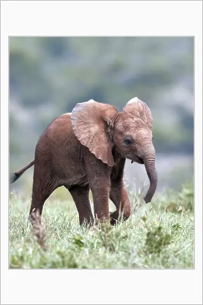 African Elephant (Loxodonta africana), baby running with its ears out, Addo Elephant National Park