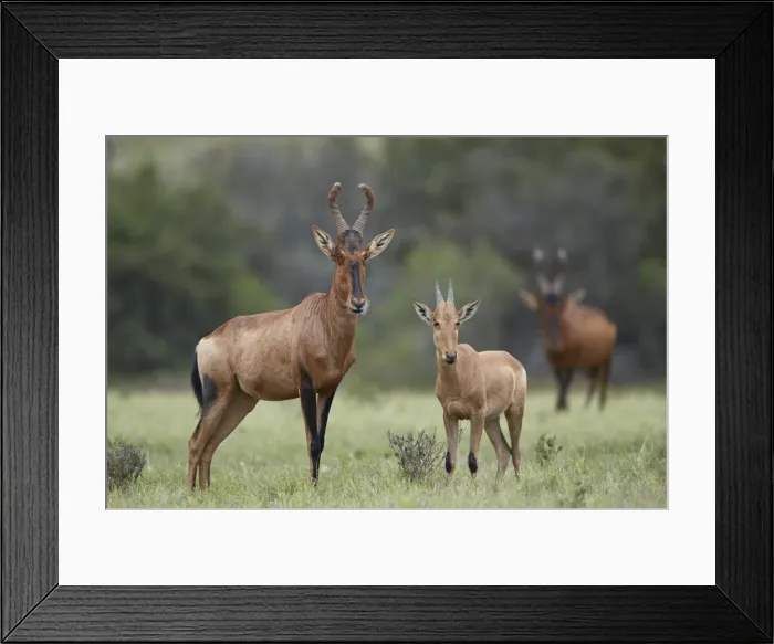 Framed Print : Red Hartebeest (Alcelaphus buselaphus) cow and calf, Addo Elephant National Park Framed Print : Red Hartebeest (Alcelaphus buselaphus) cow and calf, Addo Elephant National Park