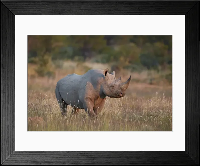 Framed Print : Black Rhinoceros (hook-lipped rhinoceros) (Diceros bicornis), Mountain Zebra National Park Framed Print : Black Rhinoceros (hook-lipped rhinoceros) (Diceros bicornis), Mountain Zebra National Park