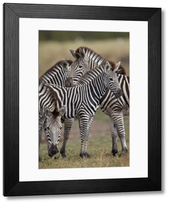 Framed Print : Chapmans Zebra (Plains Zebra) (Equus quagga chapmani), Kruger National Park, South Africa Framed Print : Chapmans Zebra (Plains Zebra) (Equus quagga chapmani), Kruger National Park, South Africa