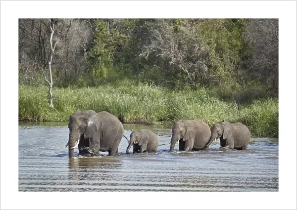 Line of African Elephant (Loxodonta africana) crossing a river, Kruger National Park