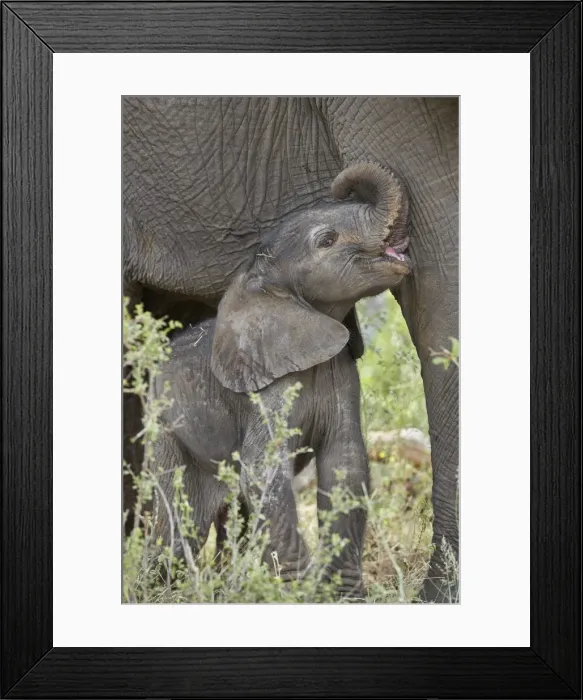 Framed Print : Days-old African Elephant (Loxodonta africana) calf, Kruger National Park, South Africa Framed Print : Days-old African Elephant (Loxodonta africana) calf, Kruger National Park, South Africa