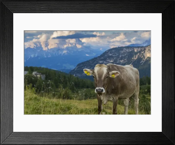 Framed Print : View of landscape and cattle from Marmolada Pass at sunset, South Tyrol, Italian Dolomites Framed Print : View of landscape and cattle from Marmolada Pass at sunset, South Tyrol, Italian Dolomites