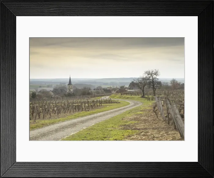 Framed Print : Winter in the vineyards of Berrie, Vienne, France, Europe Framed Print : Winter in the vineyards of Berrie, Vienne, France, Europe