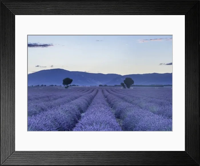 Framed Print : Lavender fields on the Plateau de Valensole, Alpes-de-Haute-Provence, France, Europe Framed Print : Lavender fields on the Plateau de Valensole, Alpes-de-Haute-Provence, France, Europe