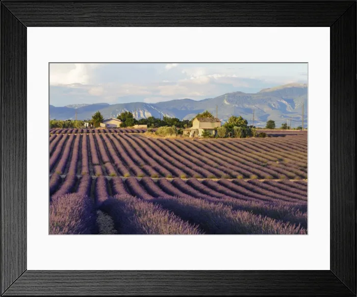 Framed Print : Lavender fields on the Plateau de Valensole, Alpes-de-Haute-Provence, France, Europe Framed Print : Lavender fields on the Plateau de Valensole, Alpes-de-Haute-Provence, France, Europe