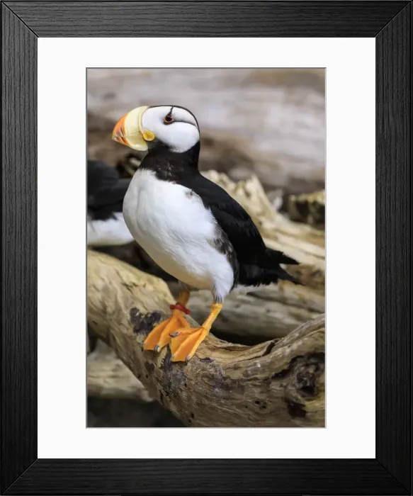 Framed Print : Puffin, Alaska Sealife Centre, Coldwater Marine Science Facility, Seward, Resurrection Bay Framed Print : Puffin, Alaska Sealife Centre, Coldwater Marine Science Facility, Seward, Resurrection Bay