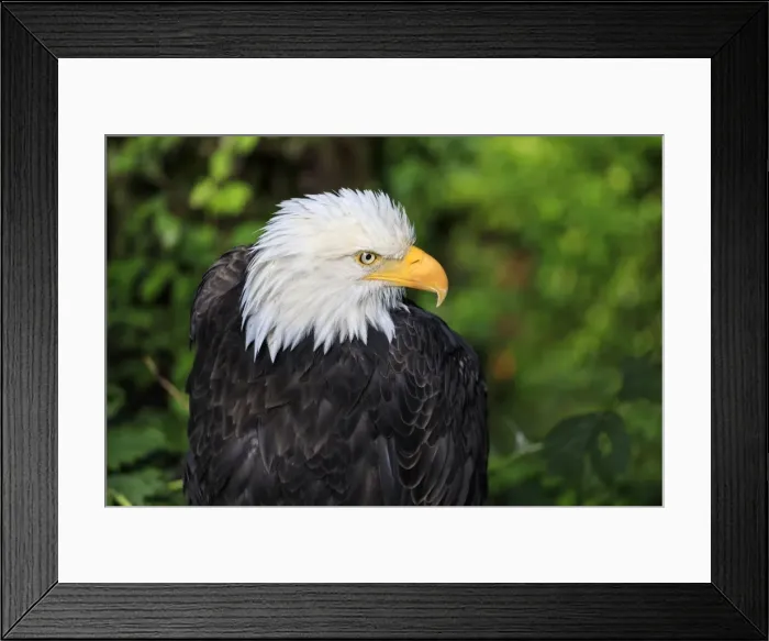 Framed Print : Bald eagle (Haliaeetus leucocephalus) portrait, Alaska Raptor Rehabilitation Center Framed Print : Bald eagle (Haliaeetus leucocephalus) portrait, Alaska Raptor Rehabilitation Center