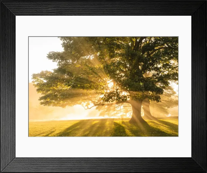 Framed Print : Rays of sun shine through autumn (fall) mist, backlighting a copse of trees, Chatsworth Park Framed Print : Rays of sun shine through autumn (fall) mist, backlighting a copse of trees, Chatsworth Park