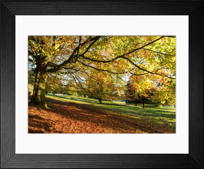 Framed Print : Autumn (fall) colours, Chatsworth Park, stately home of the Duke of Devonshire, Chesterfield Framed Print : Autumn (fall) colours, Chatsworth Park, stately home of the Duke of Devonshire, Chesterfield