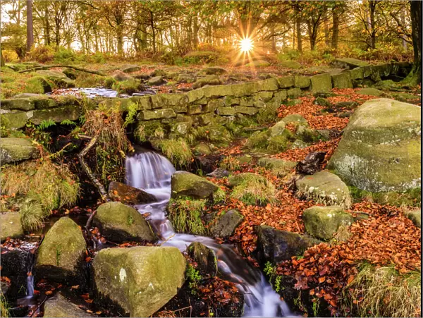 Burbage Brook, autumn sunrise, golden leaves and waterfall, Padley Gorge, Peak District