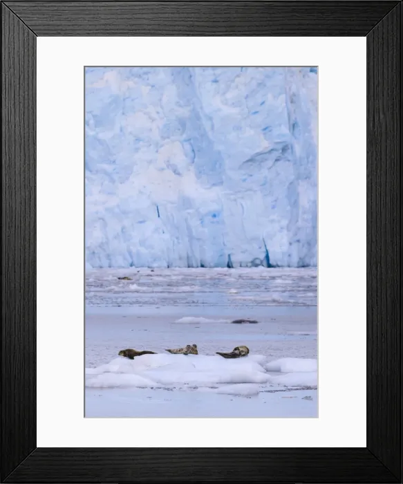 Framed Print : Harbour Seals (Phoca Vitulina) on an iceberg, blue ice of Aialik Glacier, Kenai Fjords Framed Print : Harbour Seals (Phoca Vitulina) on an iceberg, blue ice of Aialik Glacier, Kenai Fjords