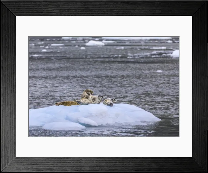 Framed Print : Harbour Seals (Phoca Vitulina) on an iceberg, Aialik Glacier, Harding Icefield, Kenai Framed Print : Harbour Seals (Phoca Vitulina) on an iceberg, Aialik Glacier, Harding Icefield, Kenai