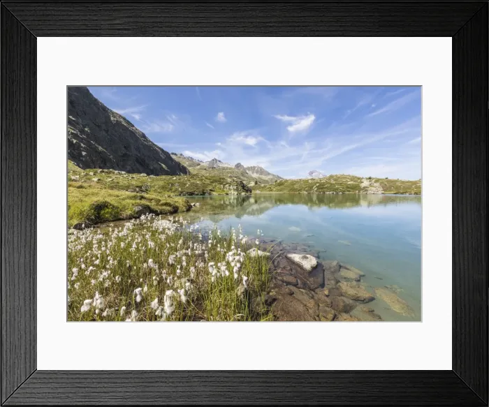 Framed Print : Wildflowers on the shore of the alpine lake, Crap Alv Lejets, Albula Pass, Canton of Graubunden Framed Print : Wildflowers on the shore of the alpine lake, Crap Alv Lejets, Albula Pass, Canton of Graubunden