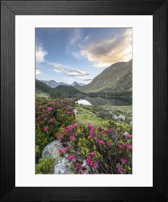 Framed Print : Rhododendrons at Lake Cavloc at sunrise, Maloja Pass, Bregaglia Valley, Engadine Framed Print : Rhododendrons at Lake Cavloc at sunrise, Maloja Pass, Bregaglia Valley, Engadine