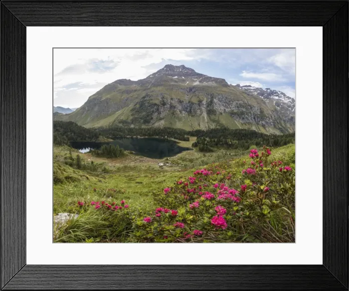 Framed Print : Panoramic of rhododendrons and Lake Cavloc, Maloja Pass, Bregaglia Valley, Engadine Framed Print : Panoramic of rhododendrons and Lake Cavloc, Maloja Pass, Bregaglia Valley, Engadine