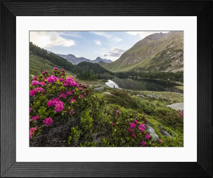 Framed Print : Rhododendrons on the shore of Lake Cavloc, Maloja Pass, Bregaglia Valley, Engadine Framed Print : Rhododendrons on the shore of Lake Cavloc, Maloja Pass, Bregaglia Valley, Engadine