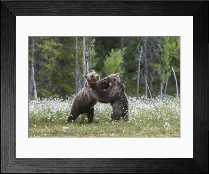 Framed Print : European Brown Bear (Ursus arctos arctos) sub-adults, play fighting on swamp, Suomussalmi Framed Print : European Brown Bear (Ursus arctos arctos) sub-adults, play fighting on swamp, Suomussalmi