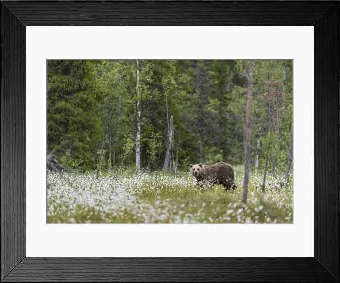 Framed Print : European Brown Bear (Ursus arctos arctos) adult, standing on cotton grass filled taiga swamp Framed Print : European Brown Bear (Ursus arctos arctos) adult, standing on cotton grass filled taiga swamp