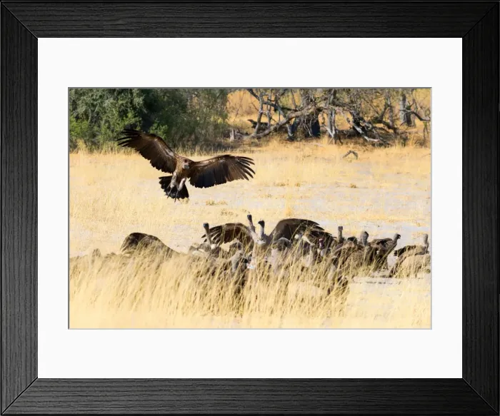 Framed Print : Vultures on a kill, Botswana, Africa Framed Print : Vultures on a kill, Botswana, Africa