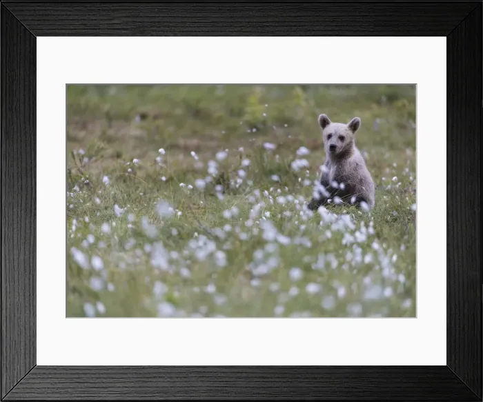Framed Print : European Brown Bear (Ursus arctos arctos) cub, sitting on cotton grass filled taiga swamp Framed Print : European Brown Bear (Ursus arctos arctos) cub, sitting on cotton grass filled taiga swamp