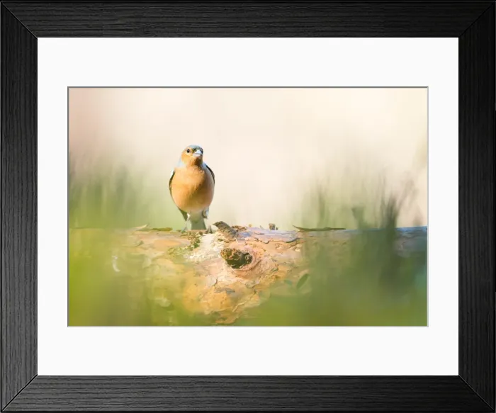 Framed Print : Chaffinch bird, Scotland, United Kingdom, Europe Framed Print : Chaffinch bird, Scotland, United Kingdom, Europe