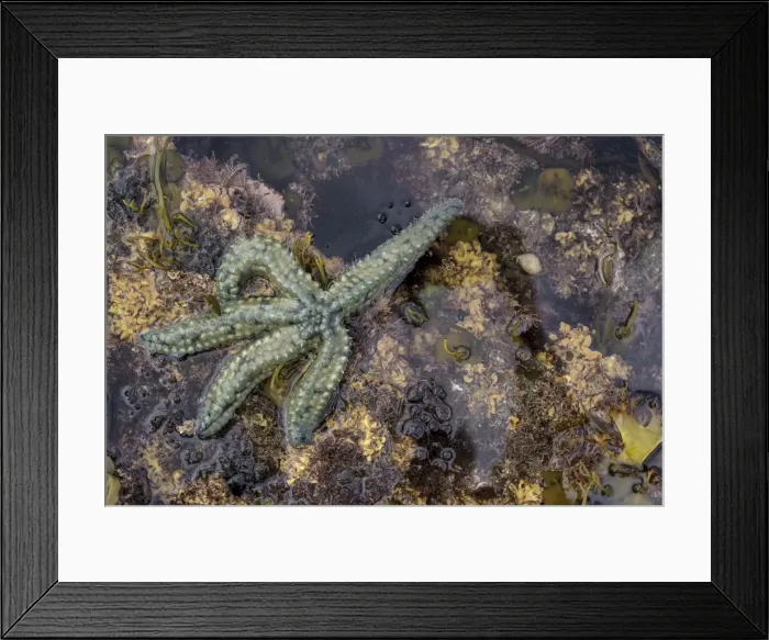 Framed Print : Spiny Starfish, County Clare, Munster, Republic of Ireland, Europe Framed Print : Spiny Starfish, County Clare, Munster, Republic of Ireland, Europe