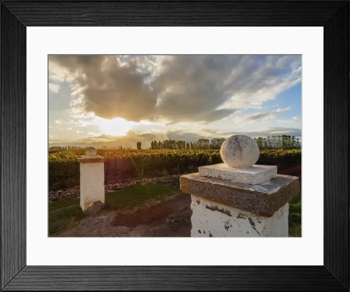 Framed Print : Vineyard of Bodega Viamonte, sunset, Lujan de Cuyo, Mendoza Province, Argentina Framed Print : Vineyard of Bodega Viamonte, sunset, Lujan de Cuyo, Mendoza Province, Argentina