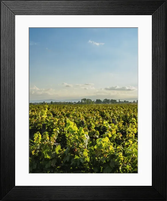 Framed Print : Vineyard of Bodega Viamonte, Lujan de Cuyo, Mendoza Province, Argentina, South America Framed Print : Vineyard of Bodega Viamonte, Lujan de Cuyo, Mendoza Province, Argentina, South America