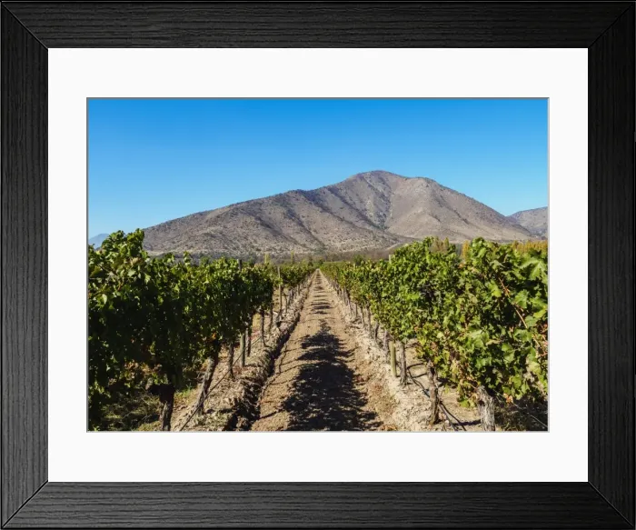 Framed Print : Santa Rita Vineyard, Alto Jahuel, Buin, Santiago Metropolitan Region, Chile, South Framed Print : Santa Rita Vineyard, Alto Jahuel, Buin, Santiago Metropolitan Region, Chile, South