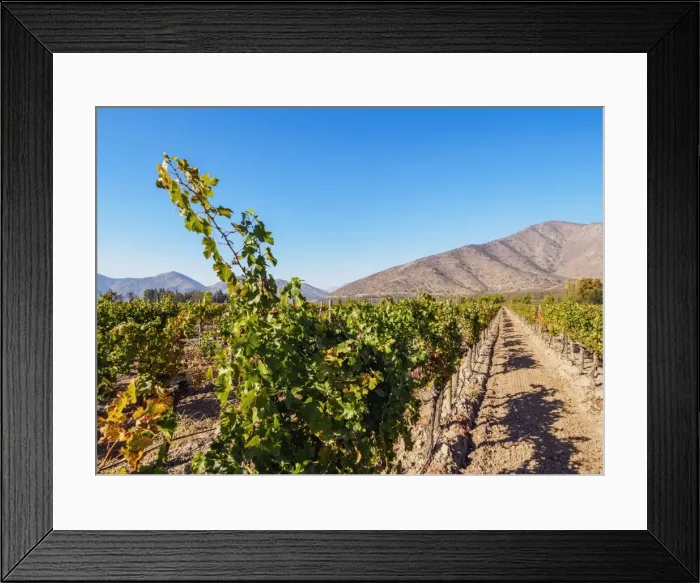 Framed Print : Santa Rita Vineyard, Alto Jahuel, Buin, Santiago Metropolitan Region, Chile, South Framed Print : Santa Rita Vineyard, Alto Jahuel, Buin, Santiago Metropolitan Region, Chile, South