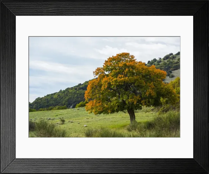 Framed Print : Autumn colours in the forest, Monte Cucco Park, Apennines, Umbria, Italy, Europe Framed Print : Autumn colours in the forest, Monte Cucco Park, Apennines, Umbria, Italy, Europe