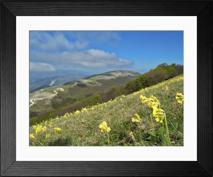 Framed Print : Yellow flowers blooming in the fields, Mount Acuto, Apennines, Umbria, Italy, Europe Framed Print : Yellow flowers blooming in the fields, Mount Acuto, Apennines, Umbria, Italy, Europe