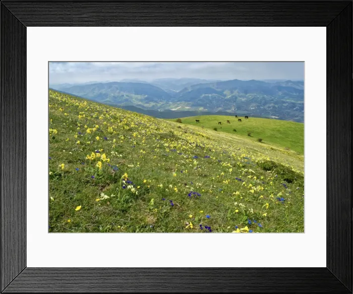 Framed Print : Wild flowers in bloom and horses, Mountain Acuto, Apennines, Umbria, Italy, Europe Framed Print : Wild flowers in bloom and horses, Mountain Acuto, Apennines, Umbria, Italy, Europe
