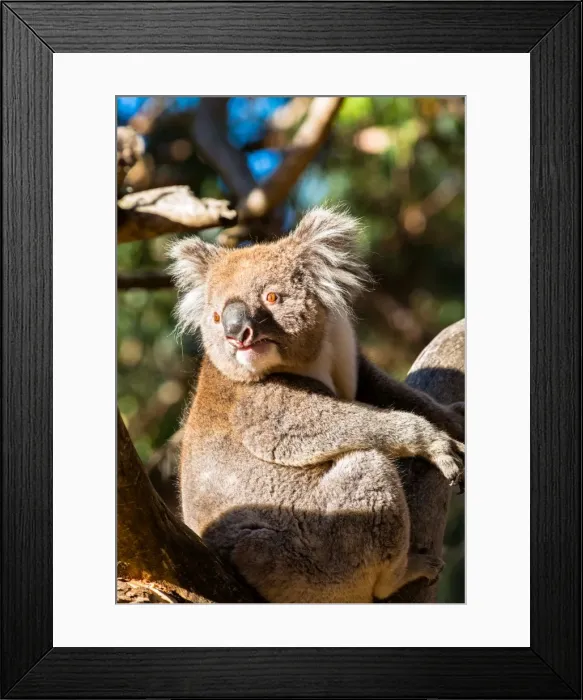 Framed Print : Wild Koala in the trees on Kangaroo Island. South Australia, Australia, Pacific Framed Print : Wild Koala in the trees on Kangaroo Island. South Australia, Australia, Pacific