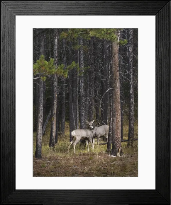Framed Print : Deer licking each other, Banff National Park, Alberta, Canada, North America Framed Print : Deer licking each other, Banff National Park, Alberta, Canada, North America
