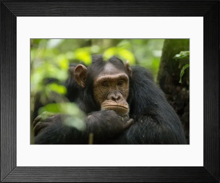 Framed Print : Glum looking adolescent chimpanzee at Kibale Forest National Park, Uganda, Africa Framed Print : Glum looking adolescent chimpanzee at Kibale Forest National Park, Uganda, Africa