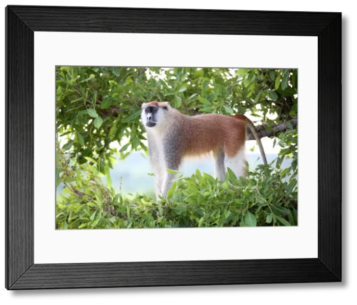 Framed Print : Alpha male Patas monkey on the lookout, Murchison Falls National Park, Uganda, Africa Framed Print : Alpha male Patas monkey on the lookout, Murchison Falls National Park, Uganda, Africa