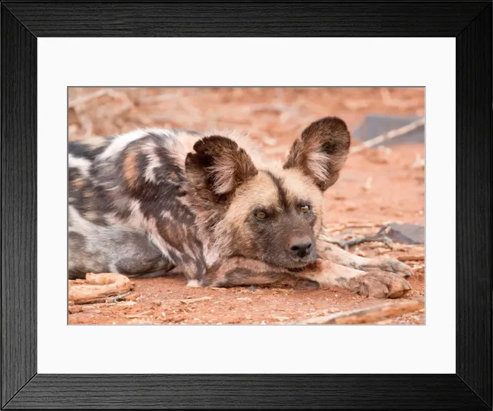 Framed Print : Postprandial African wild dog, Madikwe Game Reserve, South Africa, Africa Framed Print : Postprandial African wild dog, Madikwe Game Reserve, South Africa, Africa
