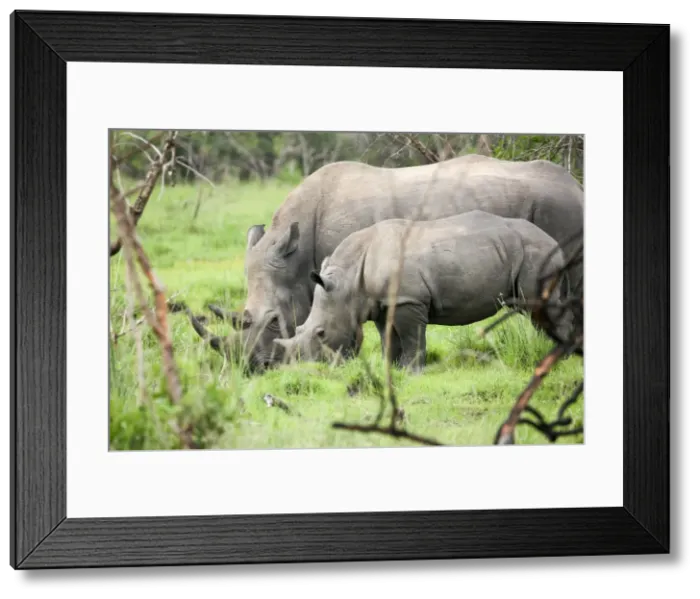 Framed Print : Southern white rhinos, mother and calf, at Ziwa Rhino Sanctuary, Uganda, Africa Framed Print : Southern white rhinos, mother and calf, at Ziwa Rhino Sanctuary, Uganda, Africa