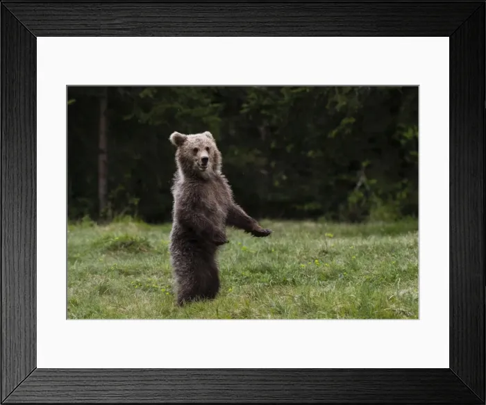 Framed Print : European brown bear (Ursus arctos), Slovenia, Europe Framed Print : European brown bear (Ursus arctos), Slovenia, Europe