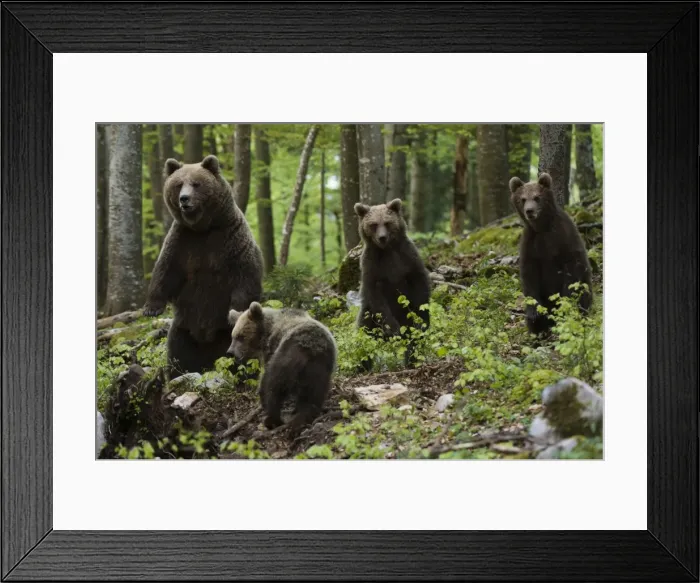 Framed Print : European brown bears (Ursus arctos) and cubs, Slovenia, Europe Framed Print : European brown bears (Ursus arctos) and cubs, Slovenia, Europe